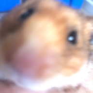 hamster