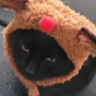 Kitten69