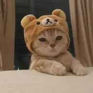 pillowguy