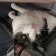 catcar_1