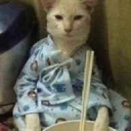Eggcat82