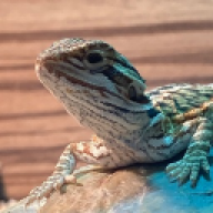 Beardie