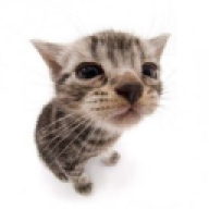 catokyf