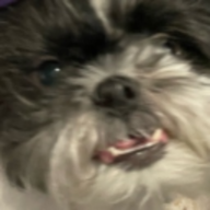 WSCyberAlt