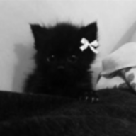 feral