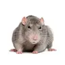 FrankTheRat