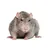 FrankTheRat