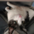 catcar_1
