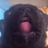 Pug