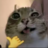 wat